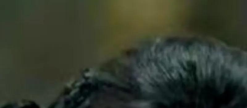 《玉骨遥》空降播出!任敏颜值被嘲撞脸猪猪侠,肖战脸在江山在(图12) 《玉骨遥》空降播出!任敏颜值被嘲撞脸猪猪侠,肖战脸在江山在(图12)