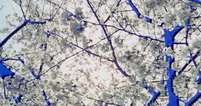 形式美巅峰，铃木清顺把死亡拍出日本精神(图2)