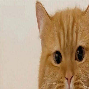 “显眼包”大橘因合照时擦边吐舌头被打!到底是什么原因?