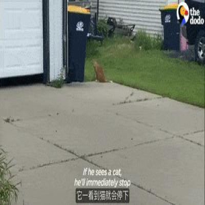 萨摩耶从小就是个狂热“猫控”,铲屎官特地帮它领养了一只猫...圆梦了!