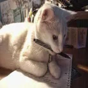 喜欢笔的喵星人,一看就是文艺喵