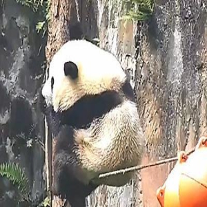 大熊猫当众秀轻功，滑到一半心态崩了：不好，卡裆了