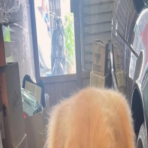 金毛突然肿成猪头,眯眯小眼脸颊变肥:看不到路了!