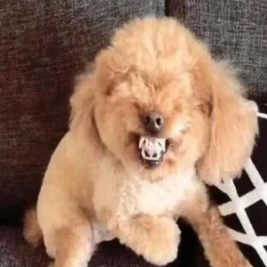 泰迪犬为什么会龇牙?原因有5个,开心也算一点?