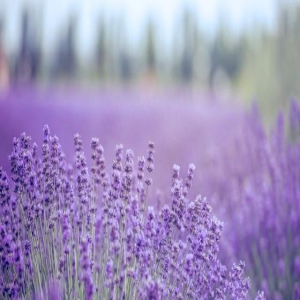 青丝白雪共山河,花开花落共今生