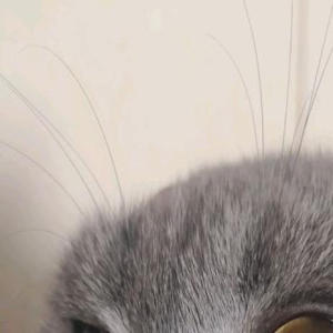 我家猫脸摔歪了,笑得我合不拢嘴,网友:别笑了,这很危险的