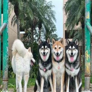 4只柴犬拍照唯独它最特别,背对镜头、张大嘴抢镜!