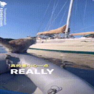 天津伯伯跳水出圈?猫咪:怕是没见过我跳吧!