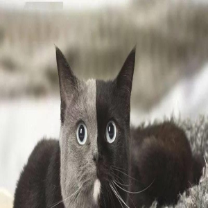 这就是阴阳猫?分得还挺整齐的!