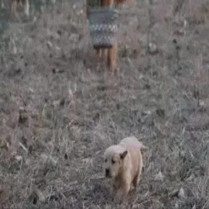 金毛麻麻随主人下地干活,可后面还跟着只要吃奶的小金毛!超萌