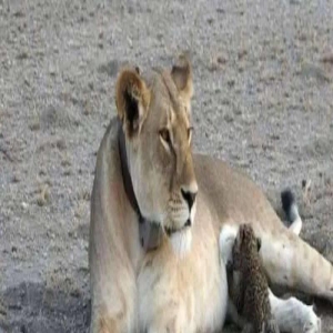 母狮收养可爱小豹震惊专家,园长急了:狮妈对它比对自己孩子还好!