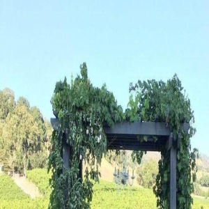 43岁乐基儿官宣离婚!与美国富商老公散伙,曾嫁天王黎明相爱4年