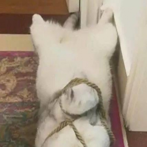 喵星人把厨房毁了后，铲屎的竟然。。。