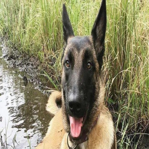 主人被美洲狮攻击，马犬为救主人不惜以命相拼！