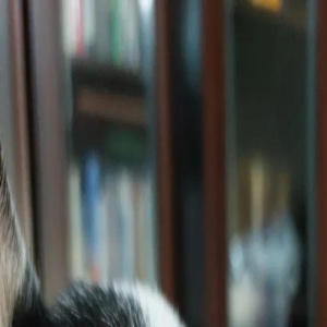 17岁吉娃娃突然不动，主人以为去世，哭了三小时，结果竟是…