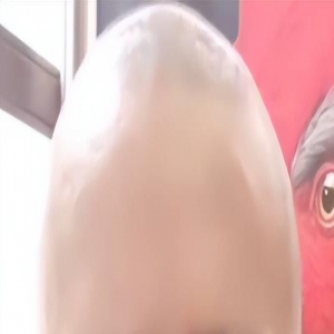 汪洋建议郭德纲和曹云金和解，郭德纲：这件事到我死都不要再提了