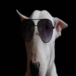 牛头梗不愧是怪异杀手，怪异又有趣！！！