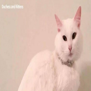 颜值天花板，猫妈和生下的宝宝居然与迪斯尼动画长得一模一样！太不可思议！！