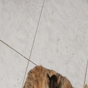 猫咪躺倒在后车轮下，以为车祸现场，真相好笑又暖心~