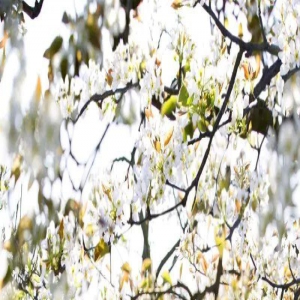 杨丽萍新舞剧被指责低俗，是时代在退步还是网友太有毒？