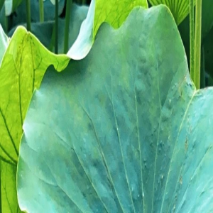 壹图集｜赏荷季来袭，“打卡”走起！泰城东湖公园荷花盛开