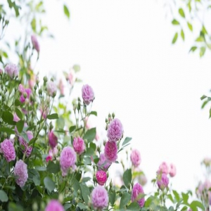 想你了，某人，做不成夫妻，就在心里真爱一辈子！