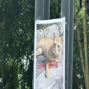 我家猫好事不干净滋尿了，网友：这放在猫界也是相当炸裂的存在！