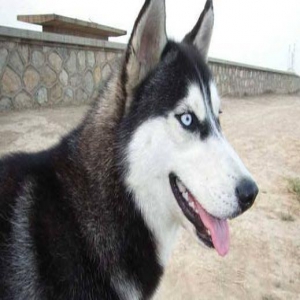 细数哈士奇的4大缺点，看完之后，你还敢养它吗？