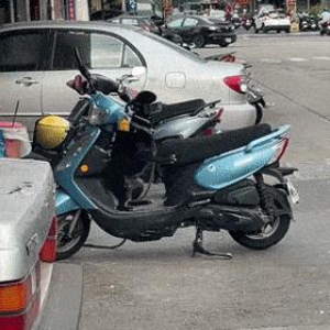 意外拍到狗狗在摩托车上“跳舞”,可网友:怎么又是你!