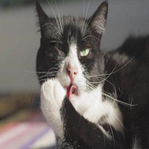 小短腿猫撒娇不成只好耍赖,主人看到这一幕终于忍不住了