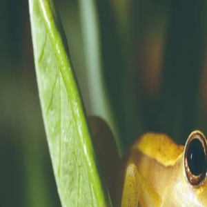 气鼓鼓的动物有何特殊之处?