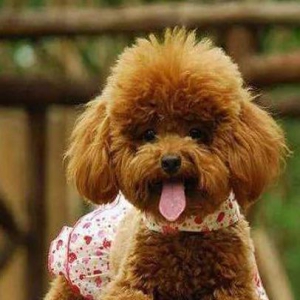 泰迪不愿和主人分开,悄悄钻进行李箱,怎么哄都不出来