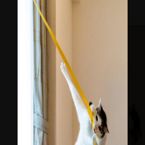 纵身一跃成新宠,回眸一笑百众呆