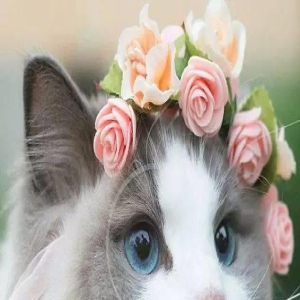 这肯定是喵星的公主,穿芭蕾舞裙戴水晶王冠