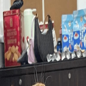 这猫怎么睡得人模人样的?