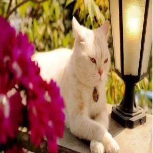 喵星人你们到底在嫌弃什么???