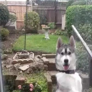 主人接到邻居电话:二哈是你派来的卧底吗?二哈:谁让你是单身