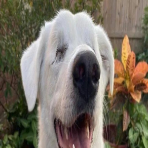 当全盲狗狗得知自己要去公园...开心的小表情治愈了无数网友！