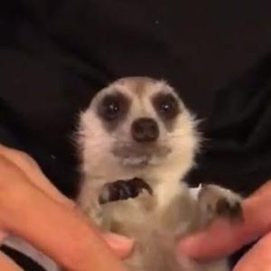 养一只狐獴是怎样的体验?喜欢被主人摸肚子,感觉舒服就会哼哼叫