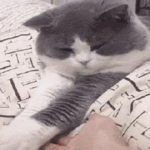 铲屎官想和喵星人握手，然而却只得到喵星人鄙视的眼神