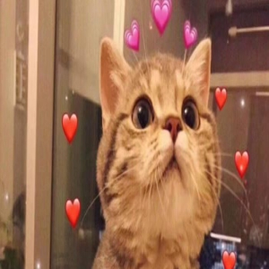 猫咪“临终前”,会完成这几件任务,看完泪目了!