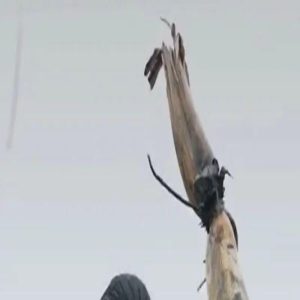 00后少女被称“乡村版”杨幂，10万人在直播间看她边挖藕边怼人？