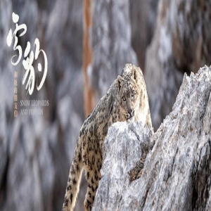 生命张力拉满！《雪豹和她的朋友们》野性来袭