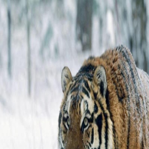 谁说雄虎不重情？这只雄虎带虎娃教虎艺，跨国追杀仇敌|轶事