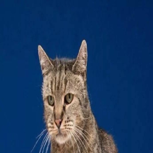 这只喵星人度过31岁生日啦!难道是吃了唐僧肉?