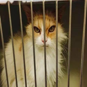 眼神最凶的喵!铲屎的肯定欠了它10吨小鱼干!