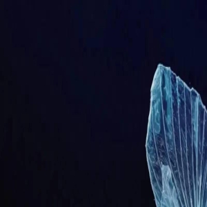 张靓颖演唱会被虫子吓出E6,台上自侃缓解气氛,黑虫放大好明显