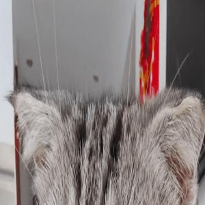 养宠人注意!网友家猫咪突然失明,送医后发现罪魁祸首竟是驱虫药