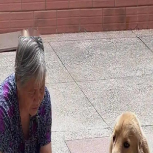 汪汪队爱劳动,这个家离了狗子们还能转?!