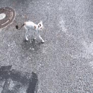 男子山上捡到只“骷髅猫”,一个月后...“哪来的猪?!”